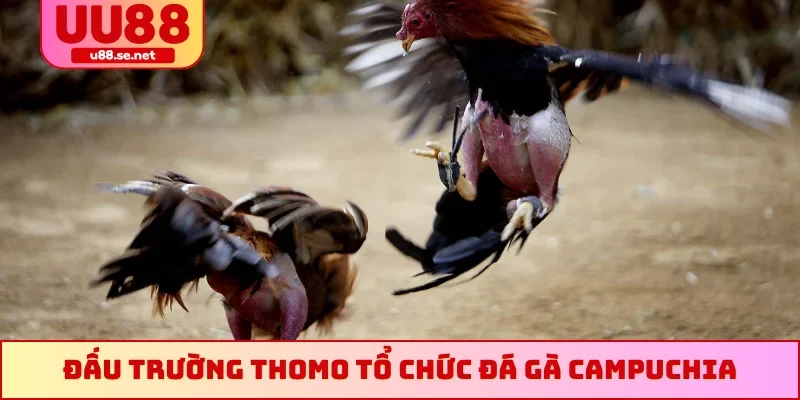 Đấu trường Thomo tổ chức đá gà Campuchia