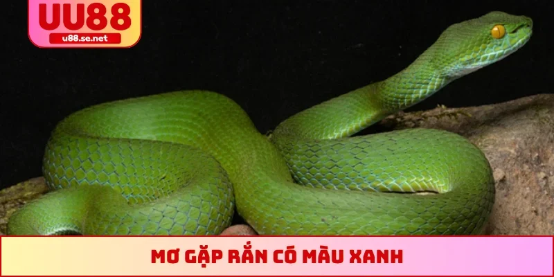 Mơ gặp rắn có màu xanh