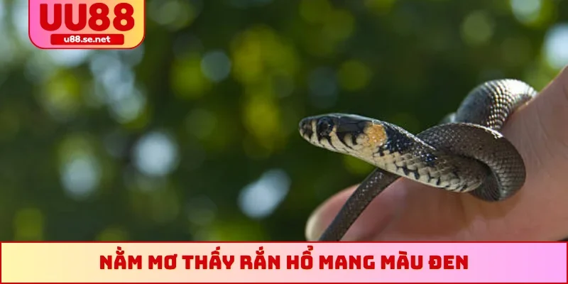 Nằm mơ thấy rắn hổ mang màu đen