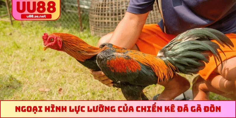Ngoại hình lực lưỡng của chiến kê đá gà đòn