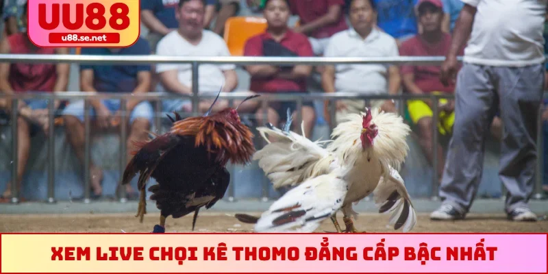 Xem live chọi kê Thomo đẳng cấp bậc nhất